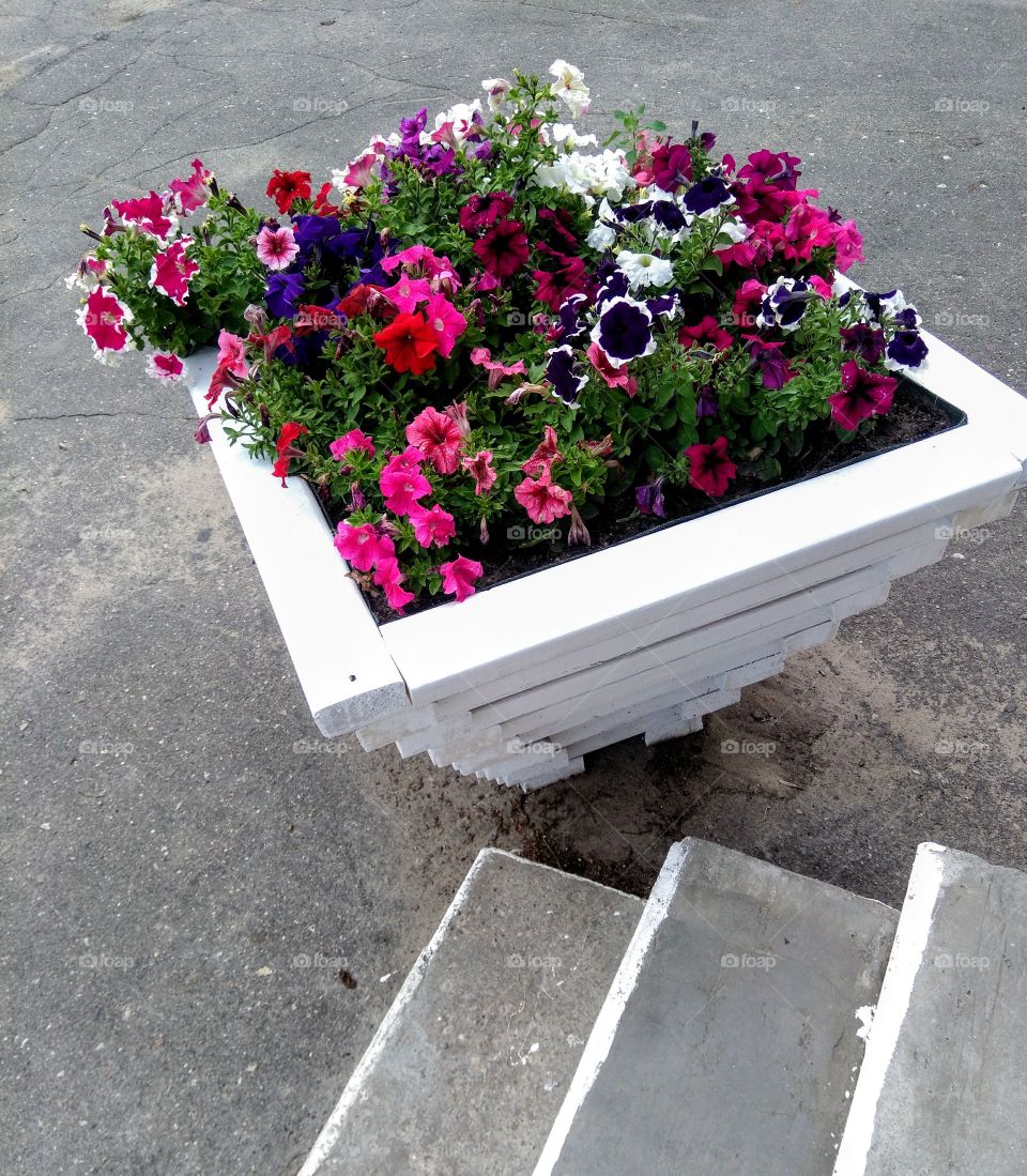 colorful flowers growing in the flowerbeds summer time street art