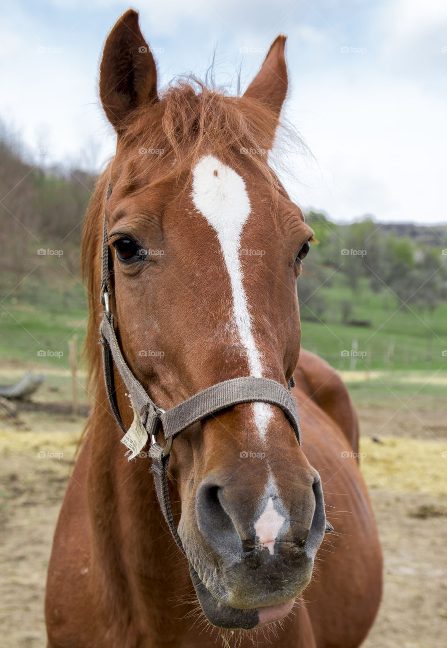 Portrait of horse