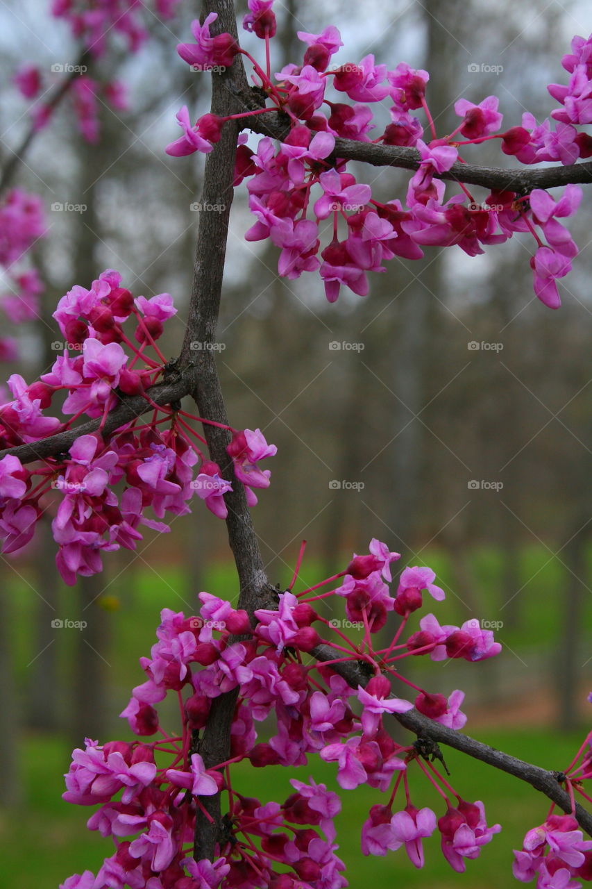 Spring Blooming 