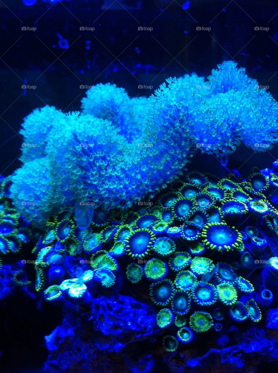 Electric Blue Coral