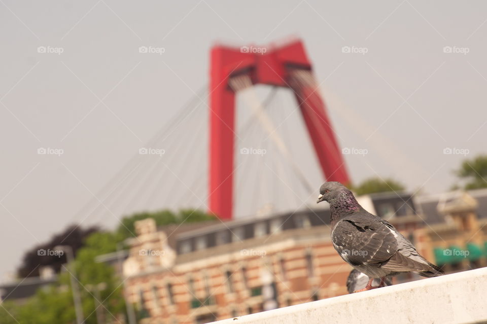 a pigeon in front of seed bridge in Rotterdam