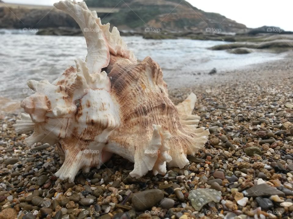 Conch shell on beach