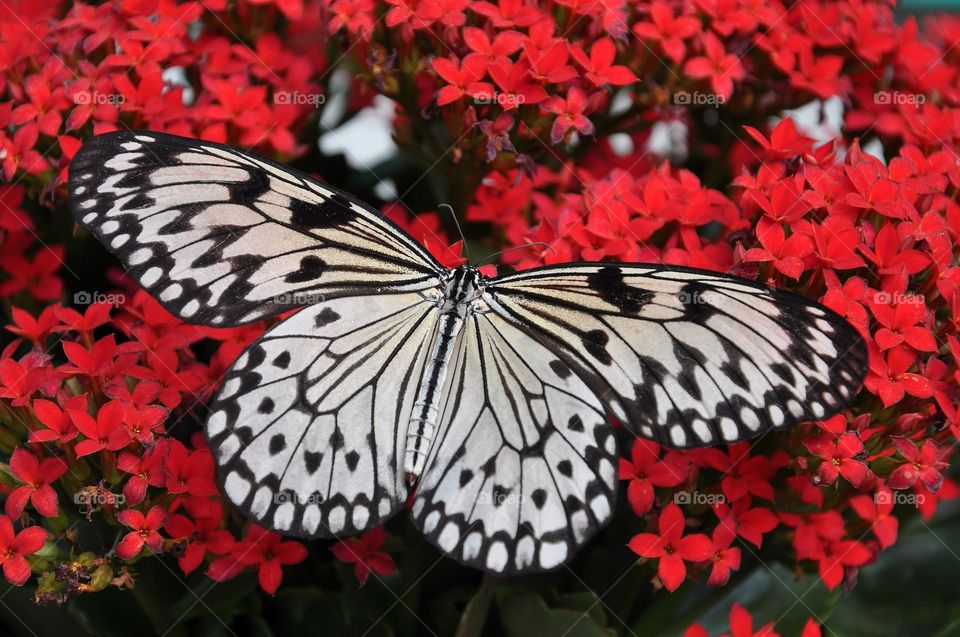 Beautiful black and white colour butterfly