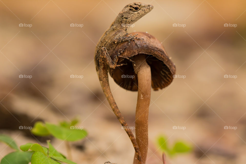 Lizard on a mushroom 