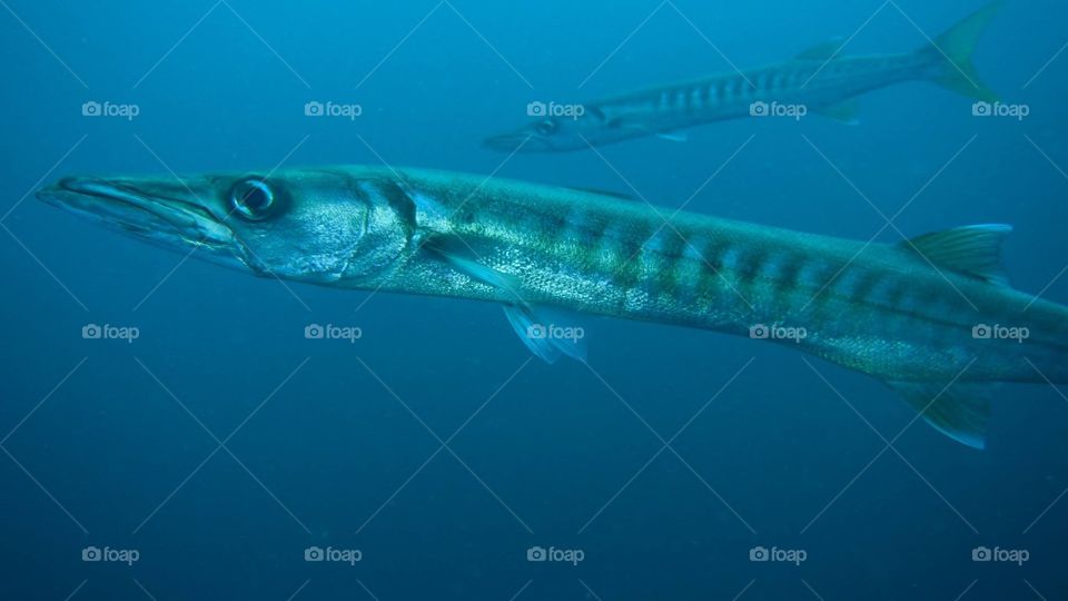 Barracuda 