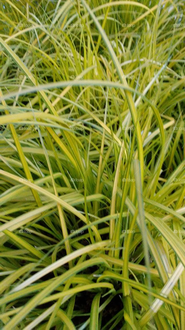 spring grass. new growth