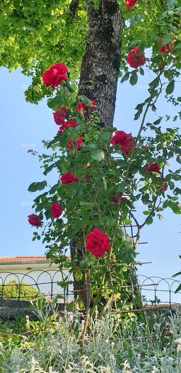 tree with roses