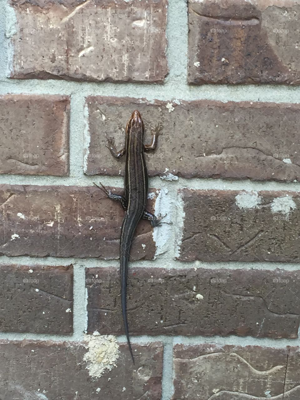 Lizard