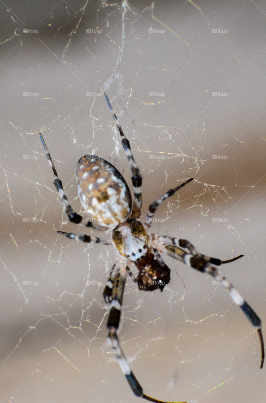 Spider on the cobweb.Spider at rest in chaotic cobweb.Closeup of a cross spider in its cobweb.