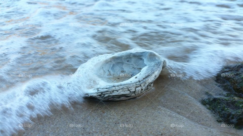 A large oyster shell washed up by foaming waves on a sandy beach.