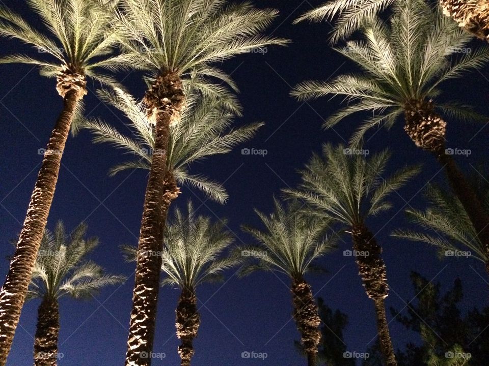 Palm trees lit up at night with dark blue evening sky 
