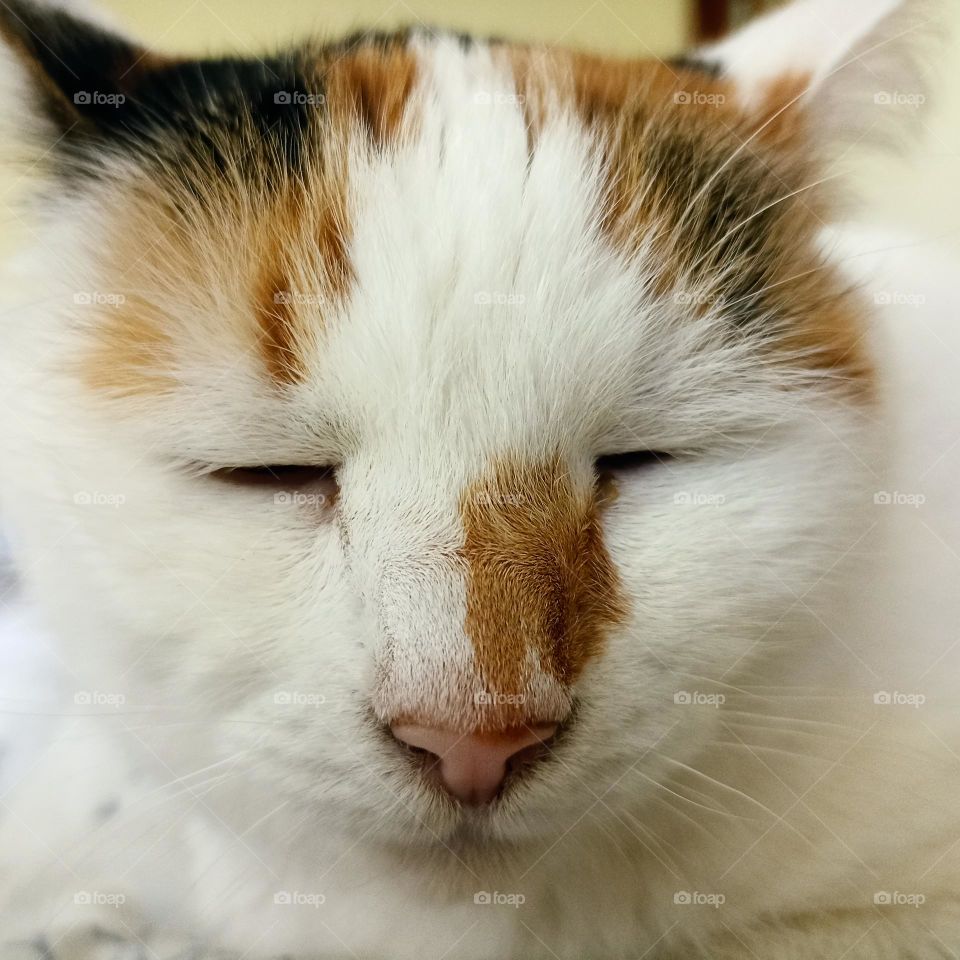 cat beautiful portrait close up, mobile photography