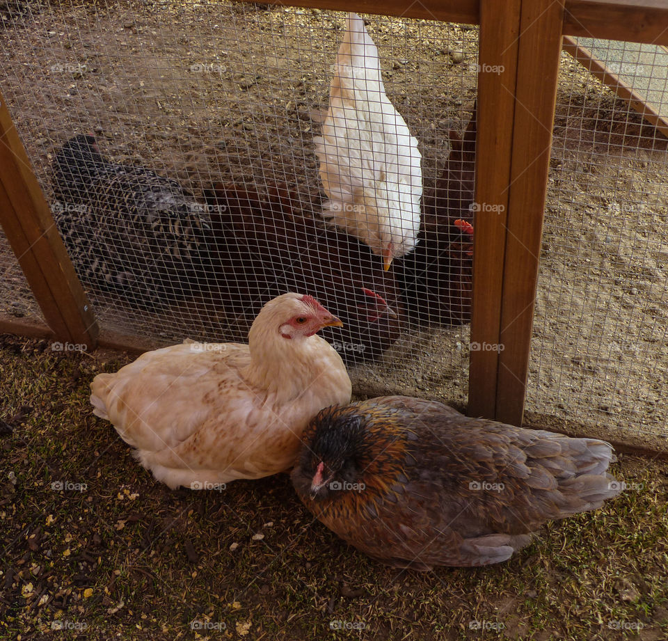 Chicken in captivity