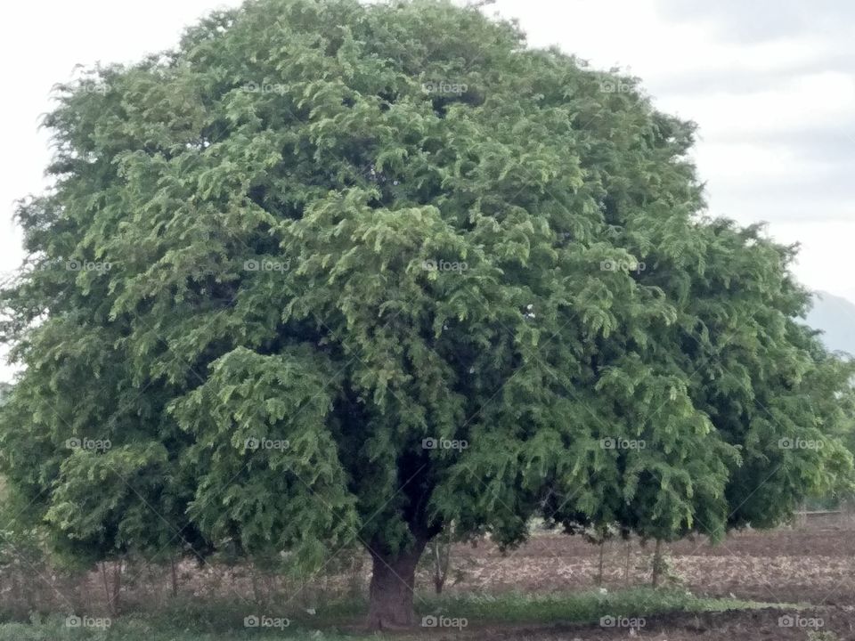 Tamraind Tree