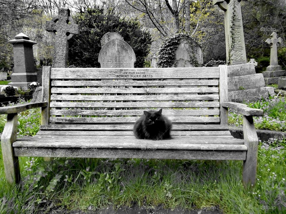 #highgate #cemetery #blackcat
