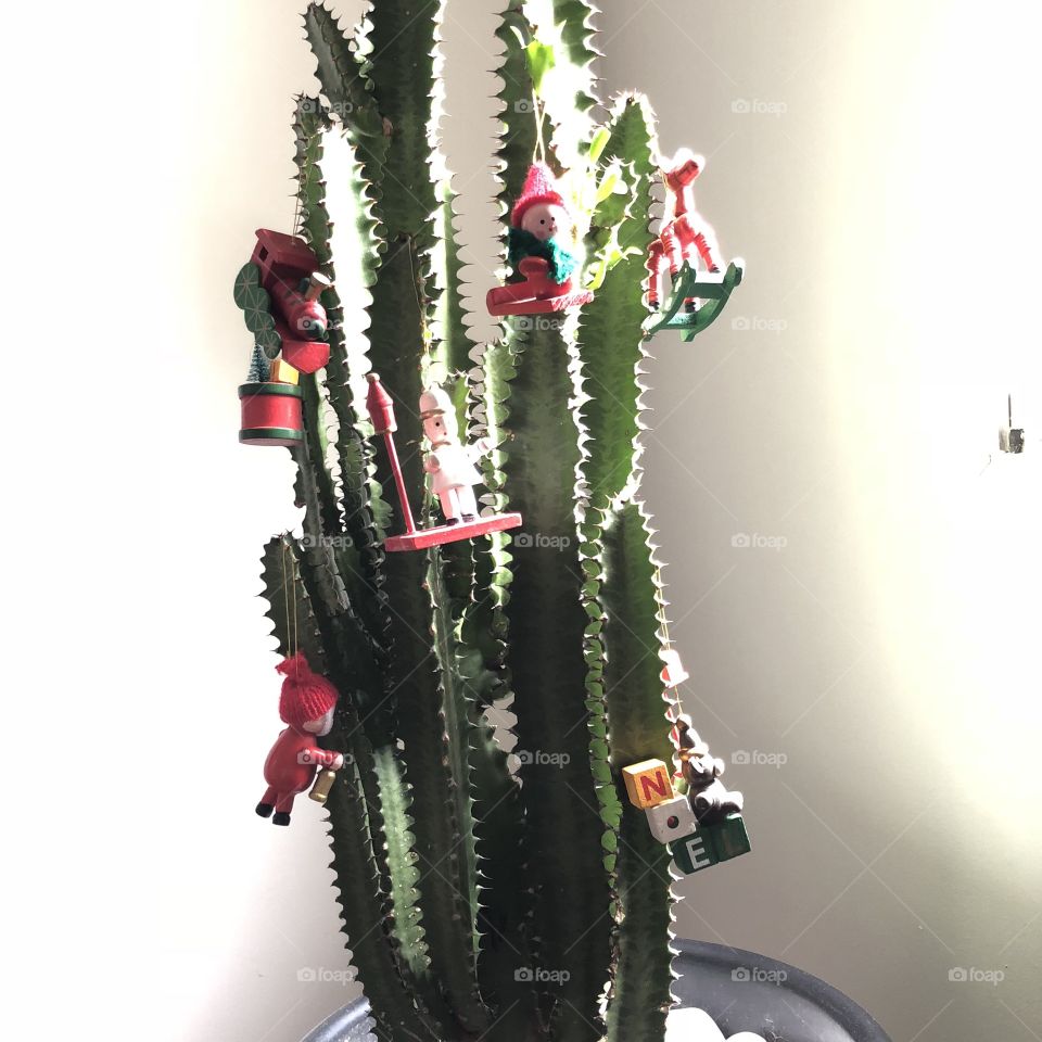 Natal cactos