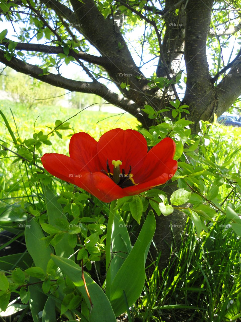 Nature, Leaf, Garden, Flower, Flora