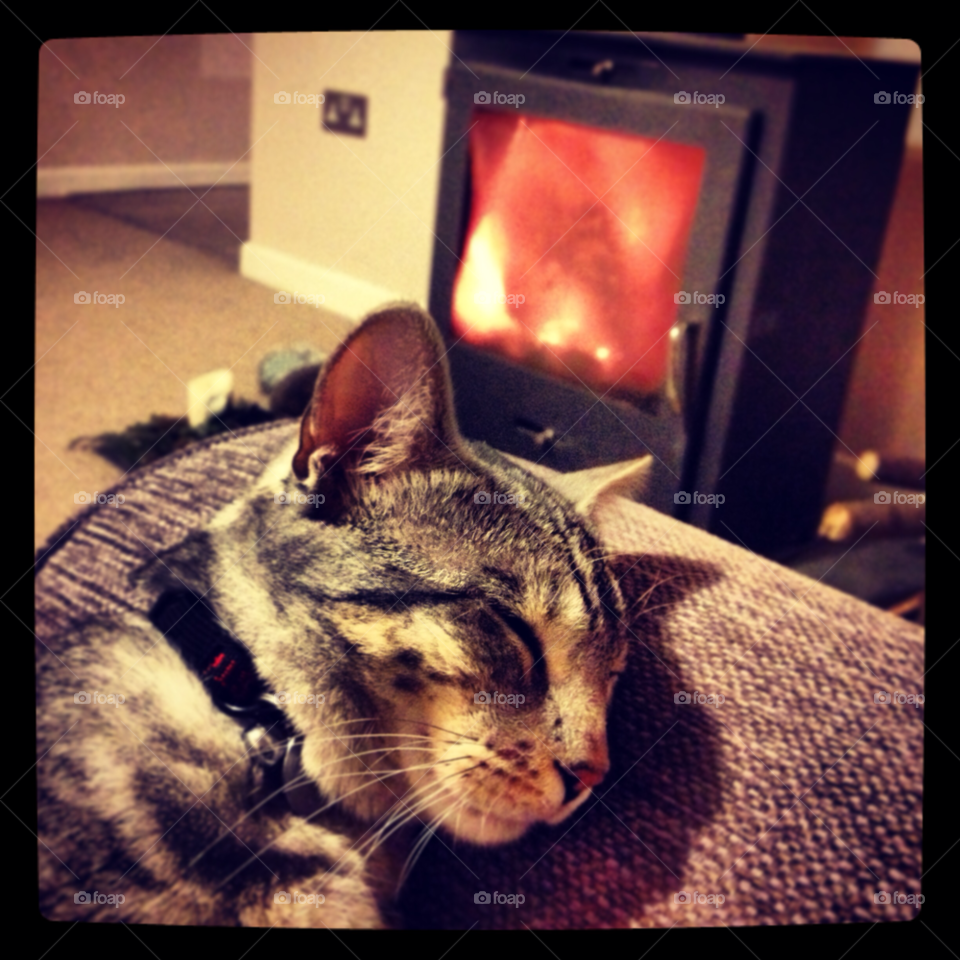 fire cat sleep warm by Glorialeicesterfan