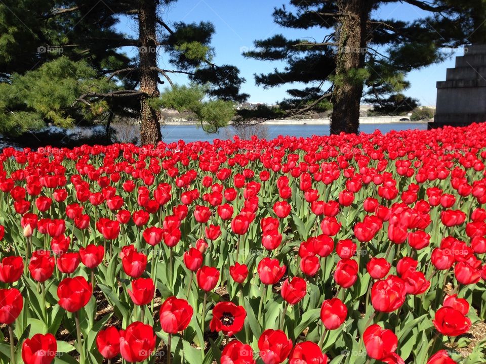 Spring in bloom. Red tulips with Potomac river backdrop