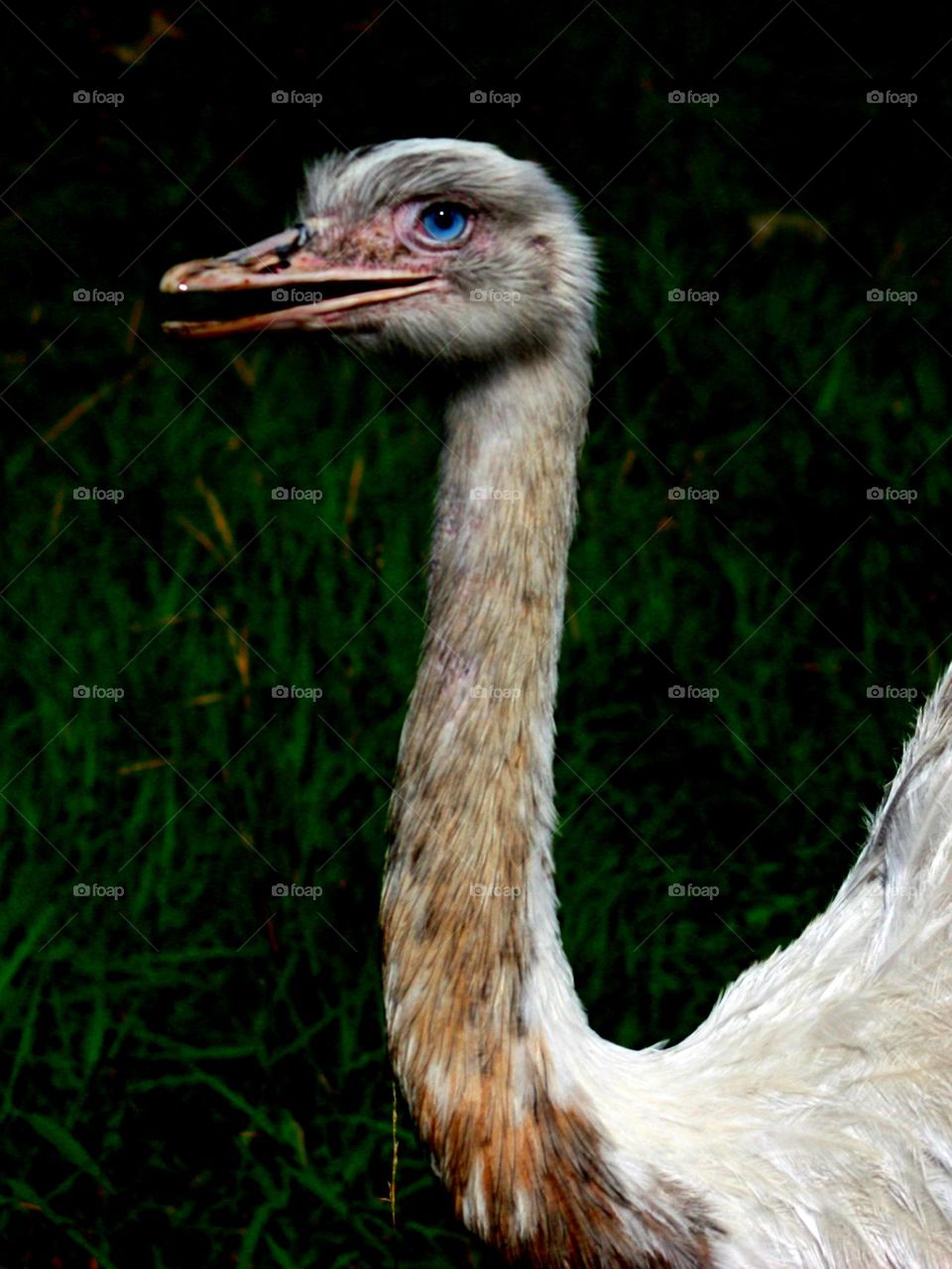 Happy ostrich