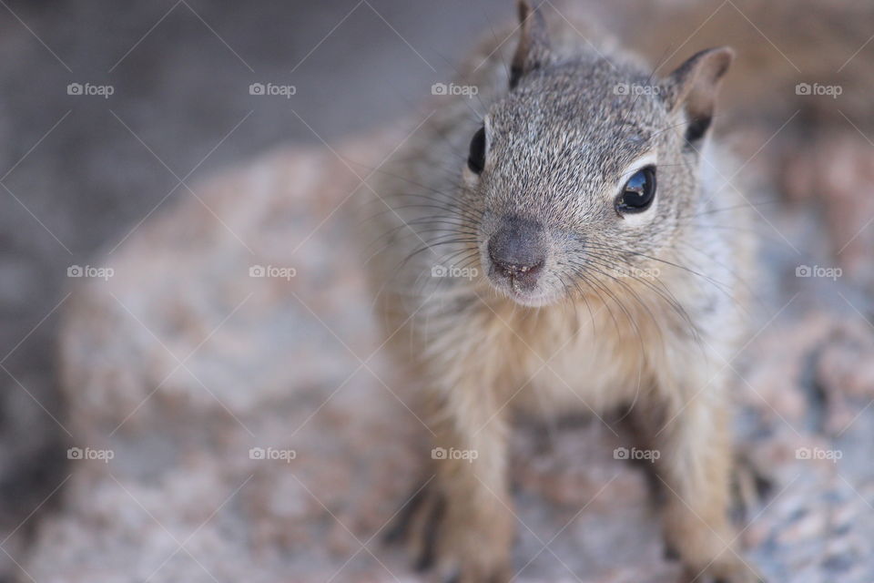 Yosemite tree Squirrel 