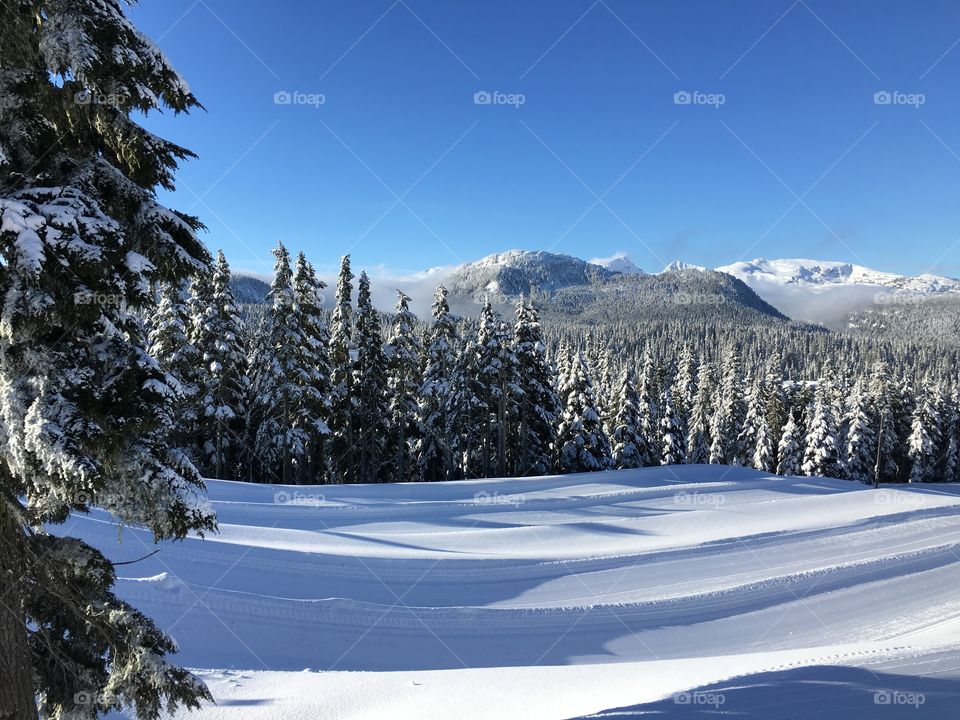 Snowy landscape