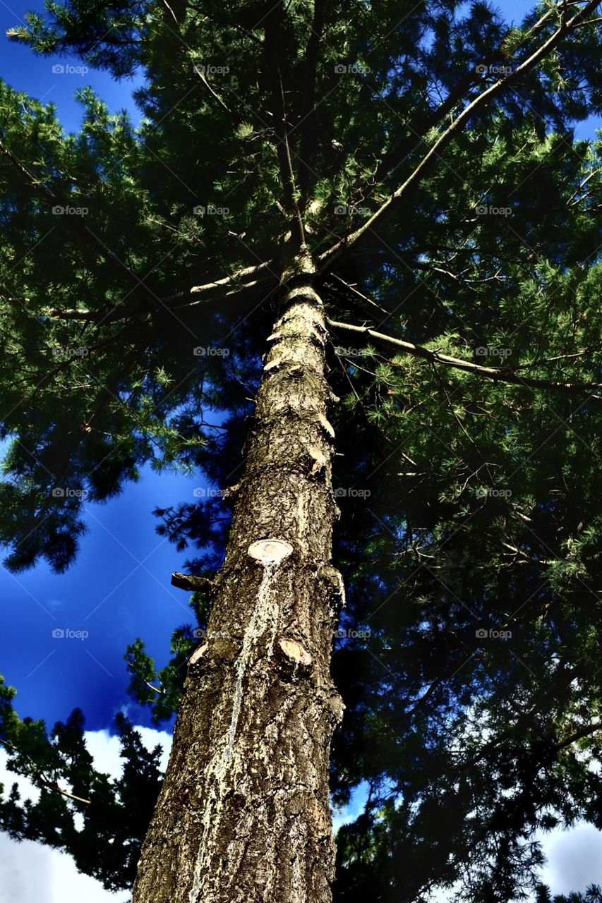 Tree in the sun