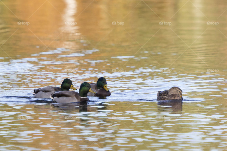 Local wildlife - mallard ducks Sweden - Autumn 