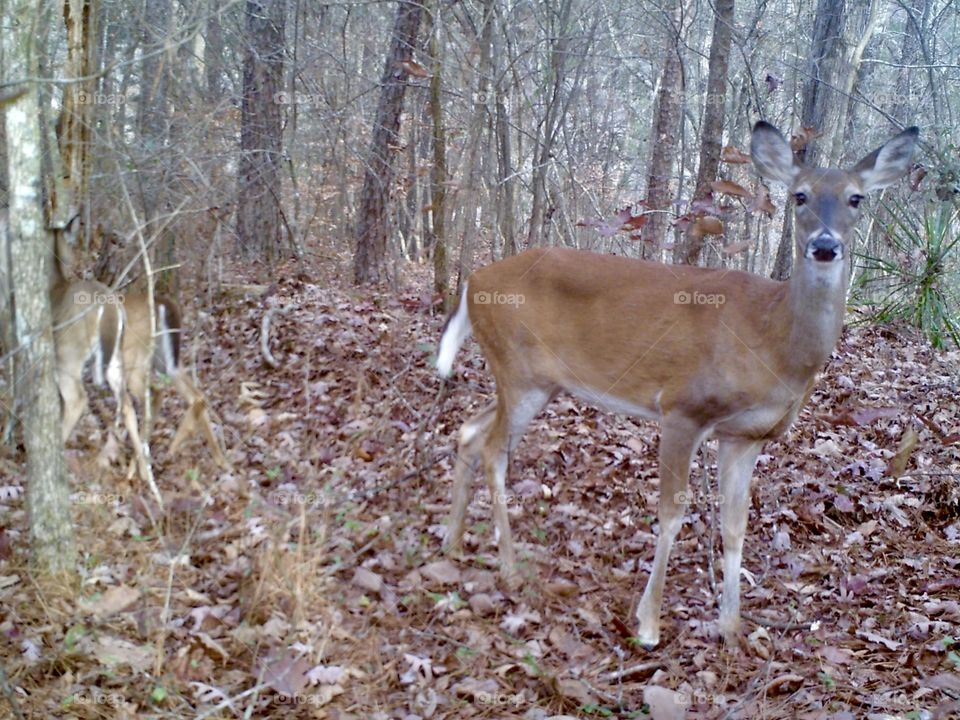 Doe in woods looking at camera with two fawns in background