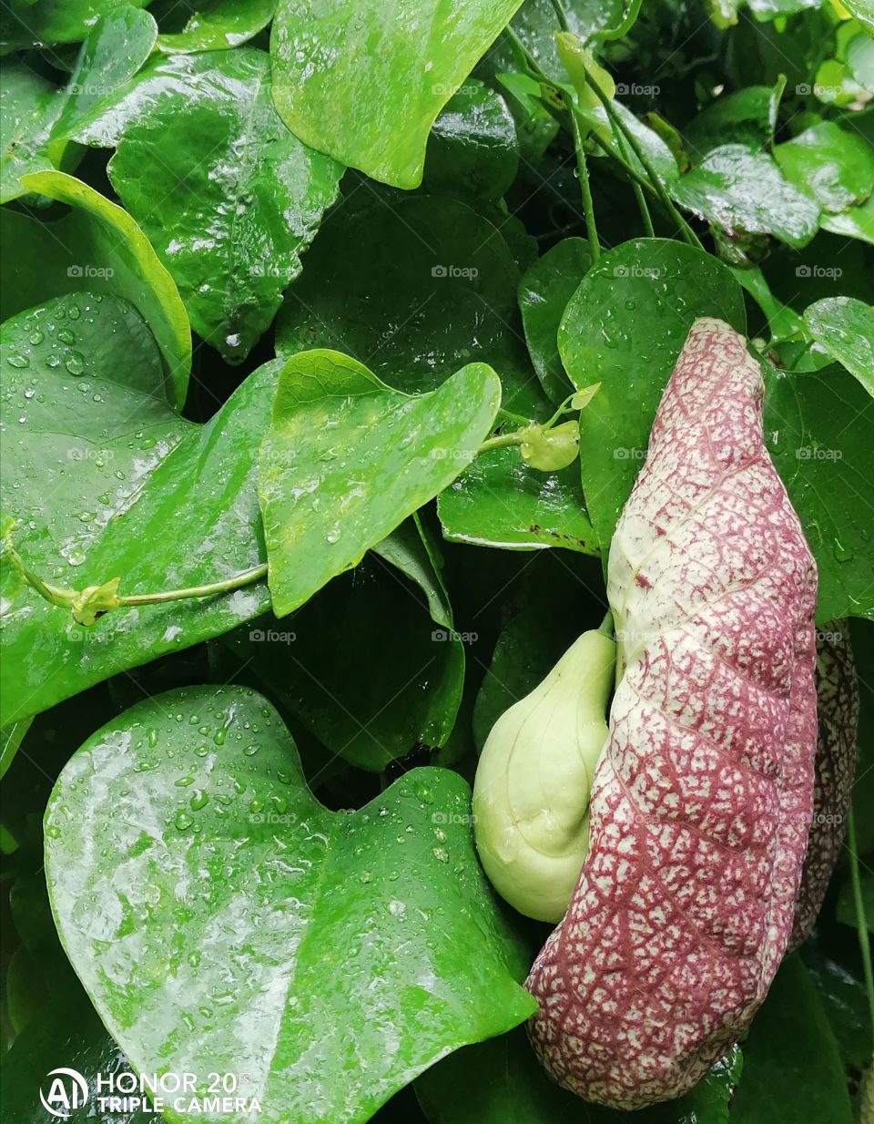 Large-flowered Kirkazon is a species of dicotyledonous plants of the genus Kirkazon (Aristolochia) of the family Kirkazonovye (Aristolochiaceae). First described by Swedish botanist Olof Swartz in 1788.