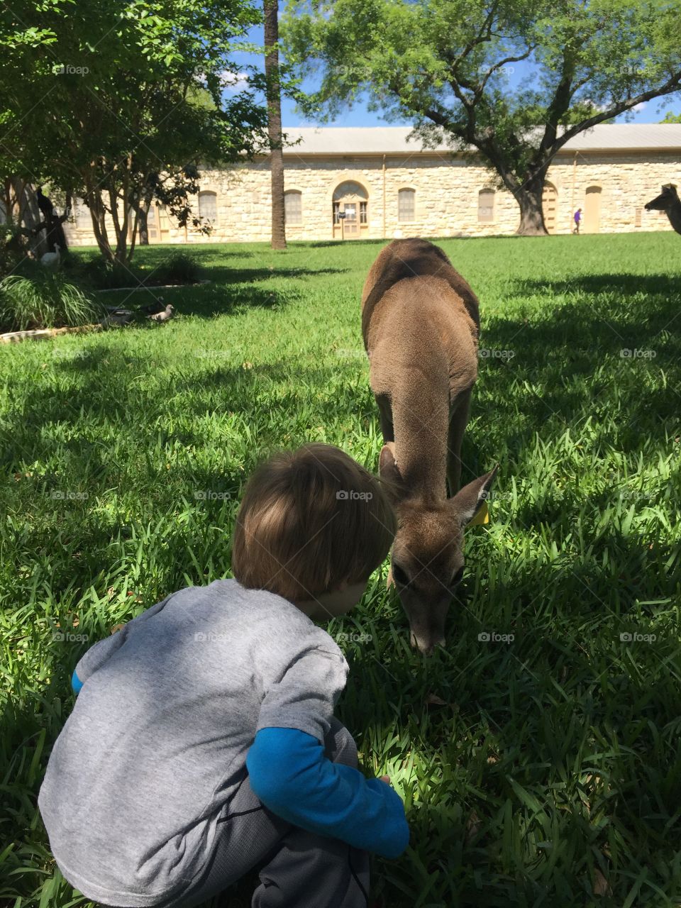 Feeding deer. feeding deer in the park 