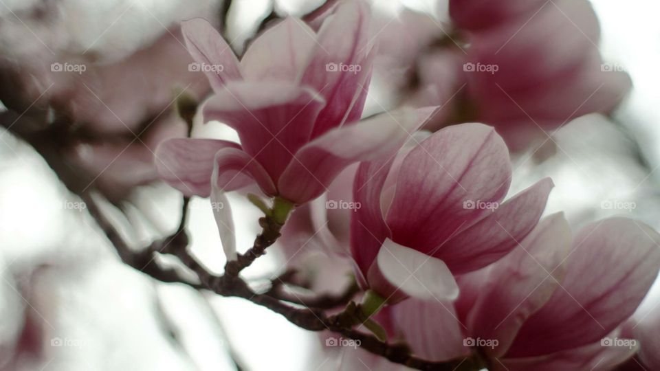 Magnolias. Magnolias in Spring