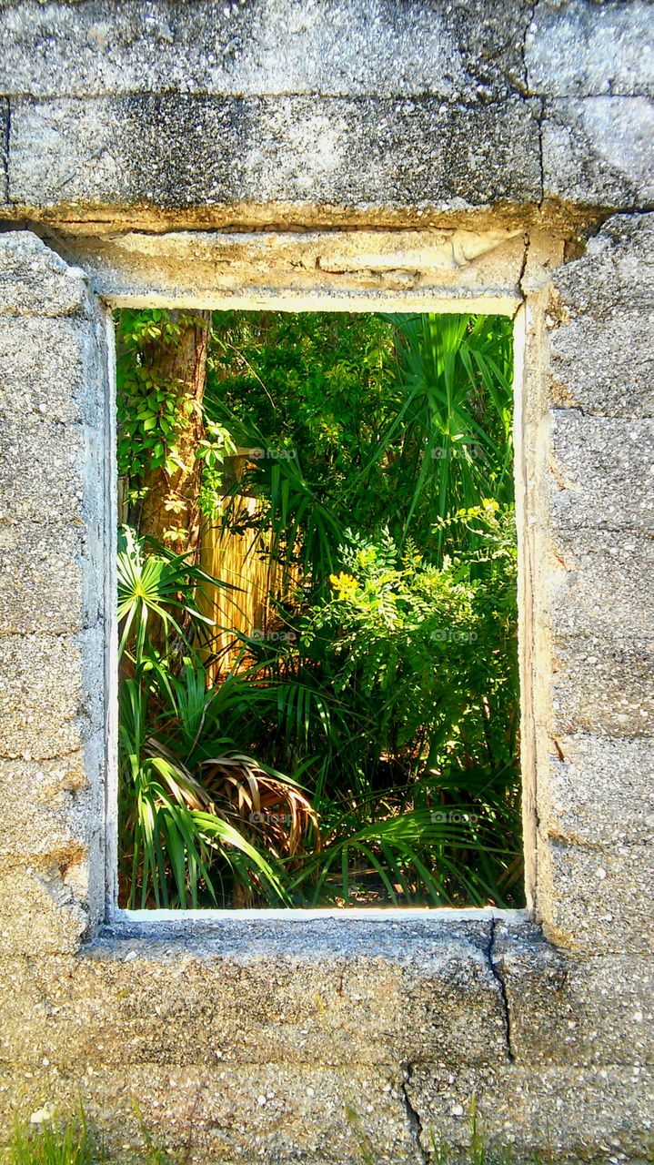 Forest seen through old window frame