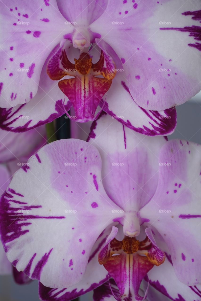White and purple orchid grown at home.