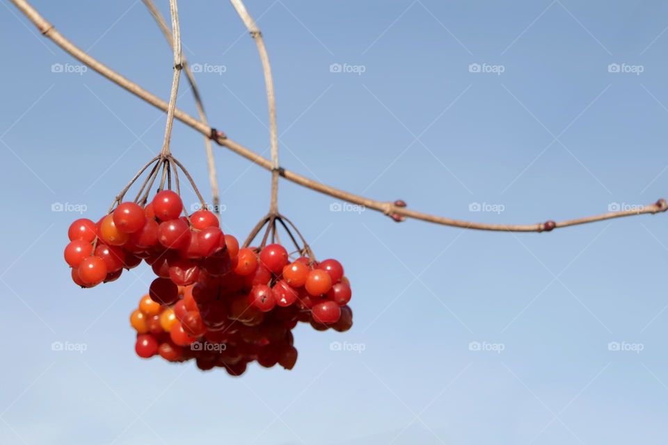 Red berries on sky background