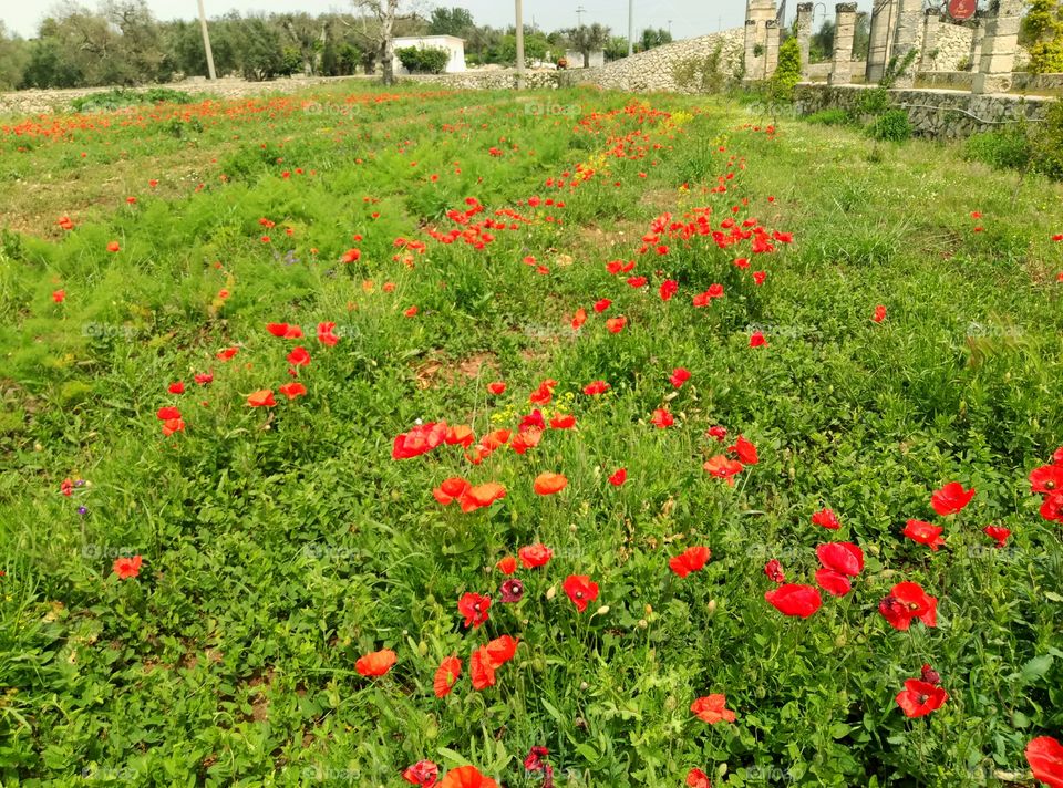 Poppy field in the countryside. Salento, Italy