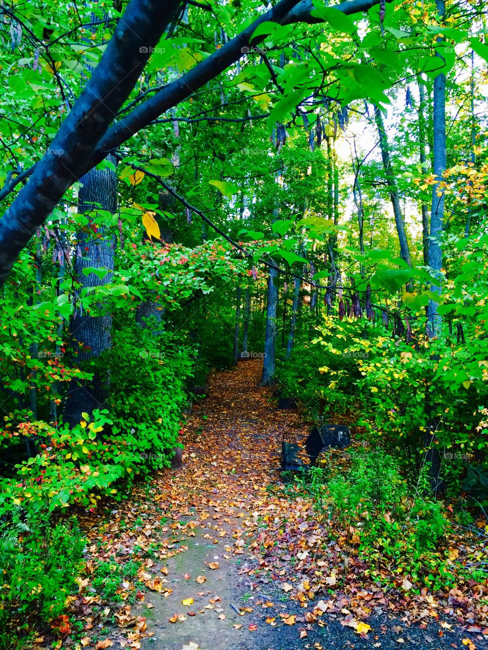 Walkway through trees