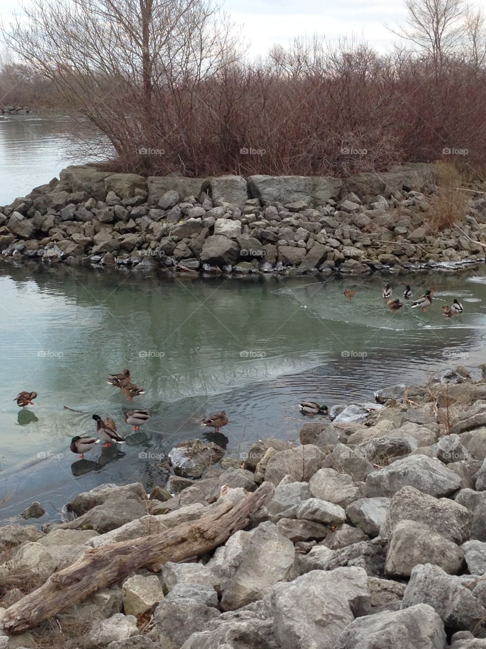 Ducks chilling on the ice