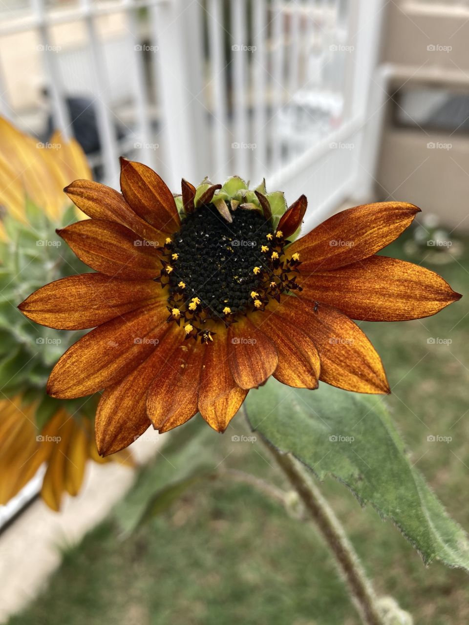 Our sunflowers passing by on the timeline to show their beauty.  Oops!  This one is kind of "bald" ... / Nossos girassóis passando na timeline para mostrar sua beleza. Ops! Esse aqui está meio “careca”...
