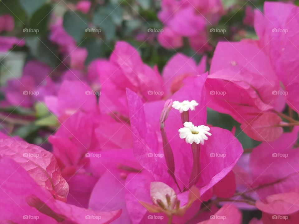 Bougainvillea flowers