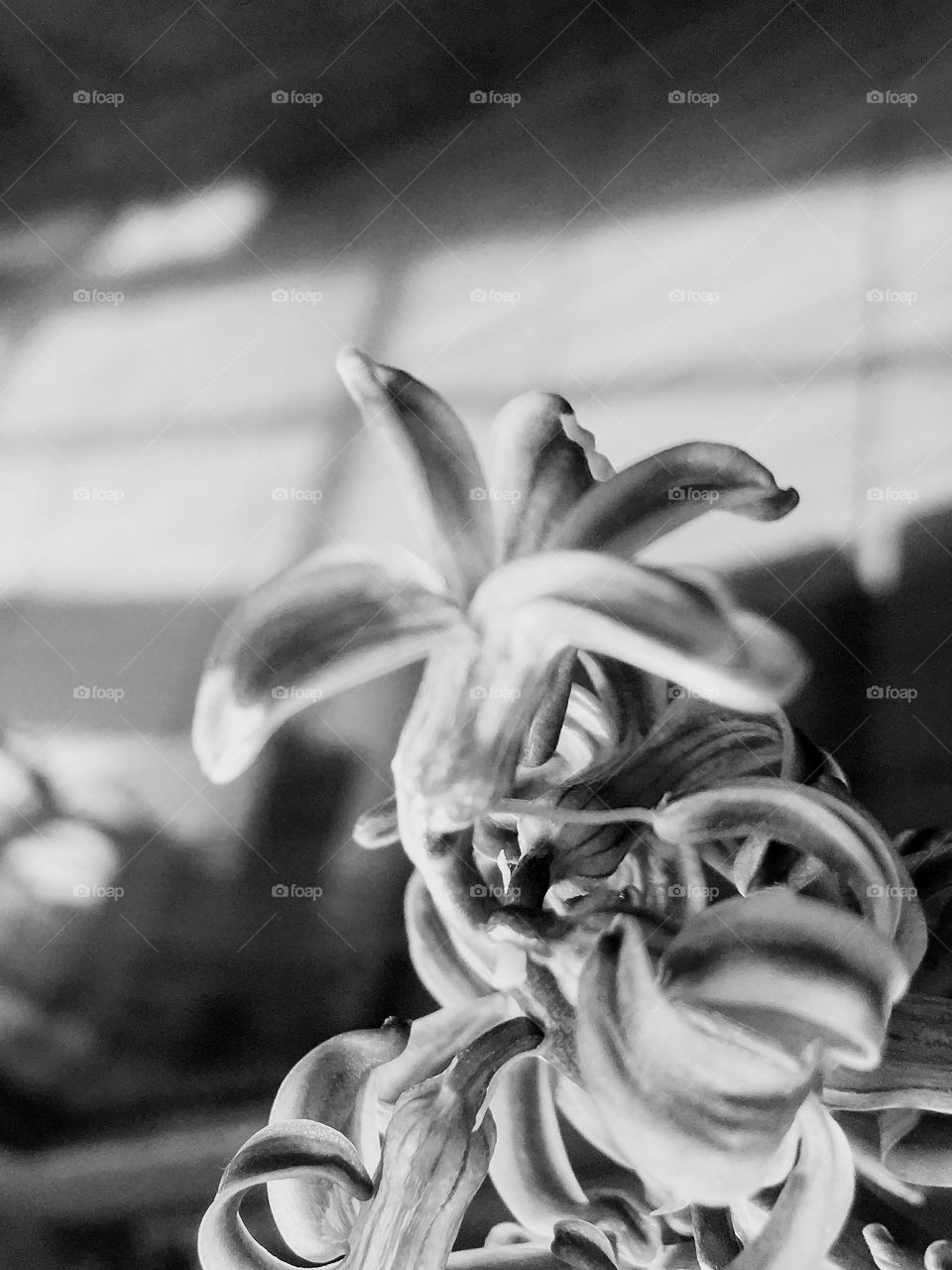 Flore ends photography image technique with sunlight diffusion in the back on ground tiles