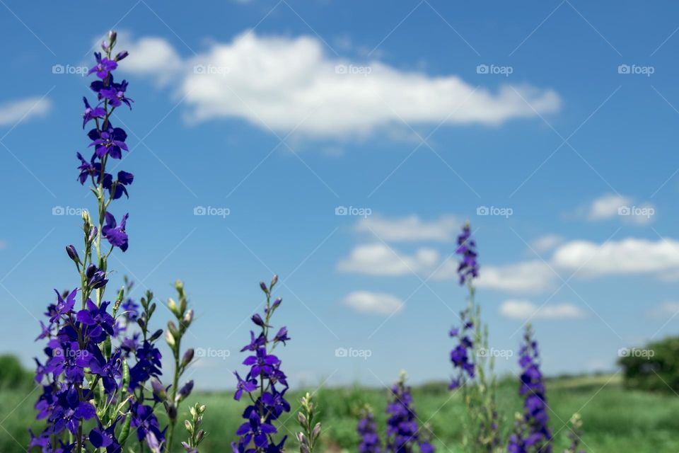 Wild flowers Ivan Chai against the background of white clouds