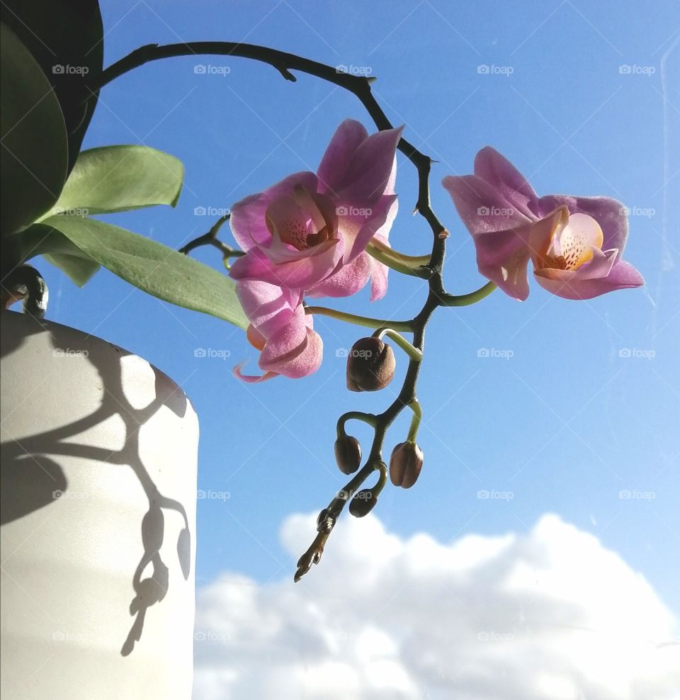 Orchid, Sky, life, Joy, Sun,