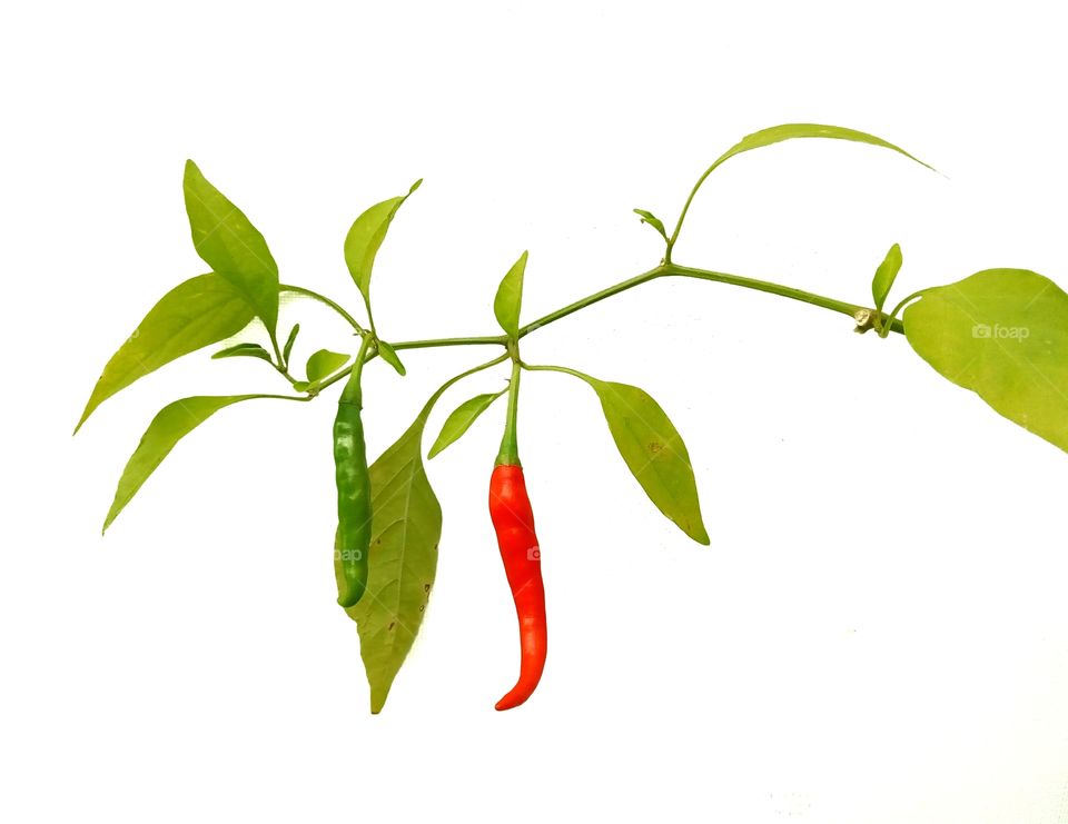 white background,chilli