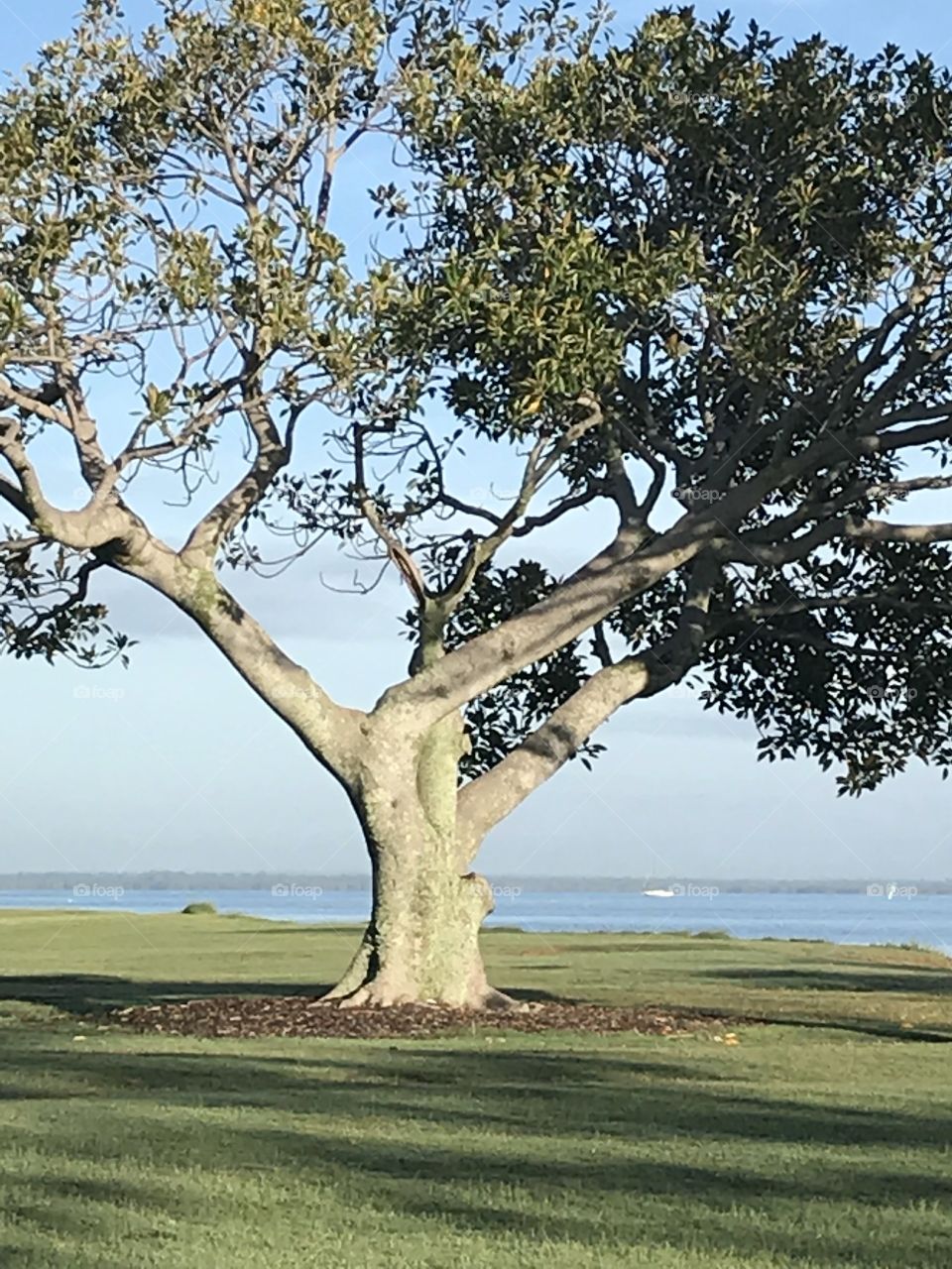 Tree, ocean