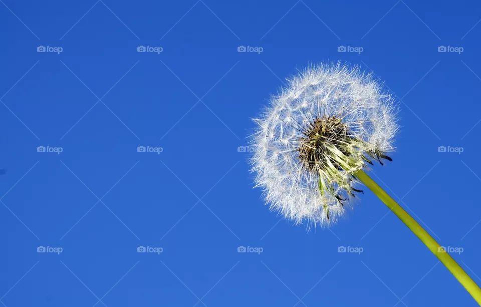 Dandelion on blue sky background