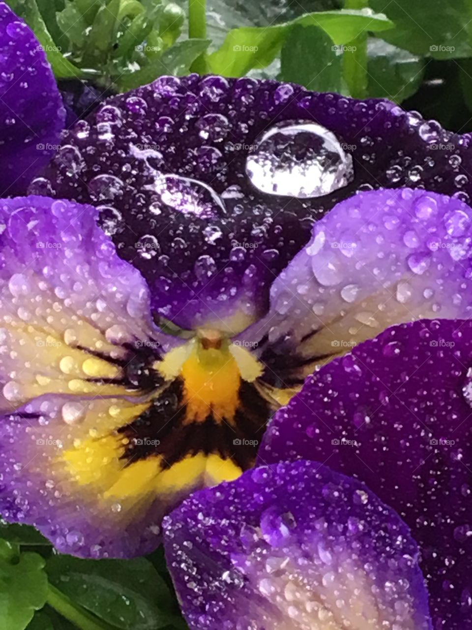 Close up pansy with all sizes of rain drops 