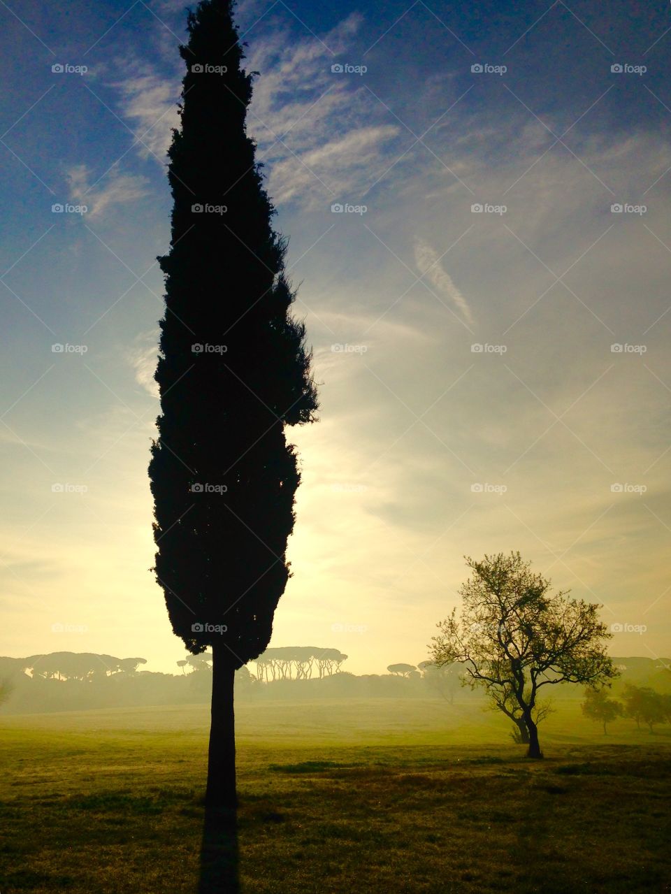 Silhouette of trees in fog