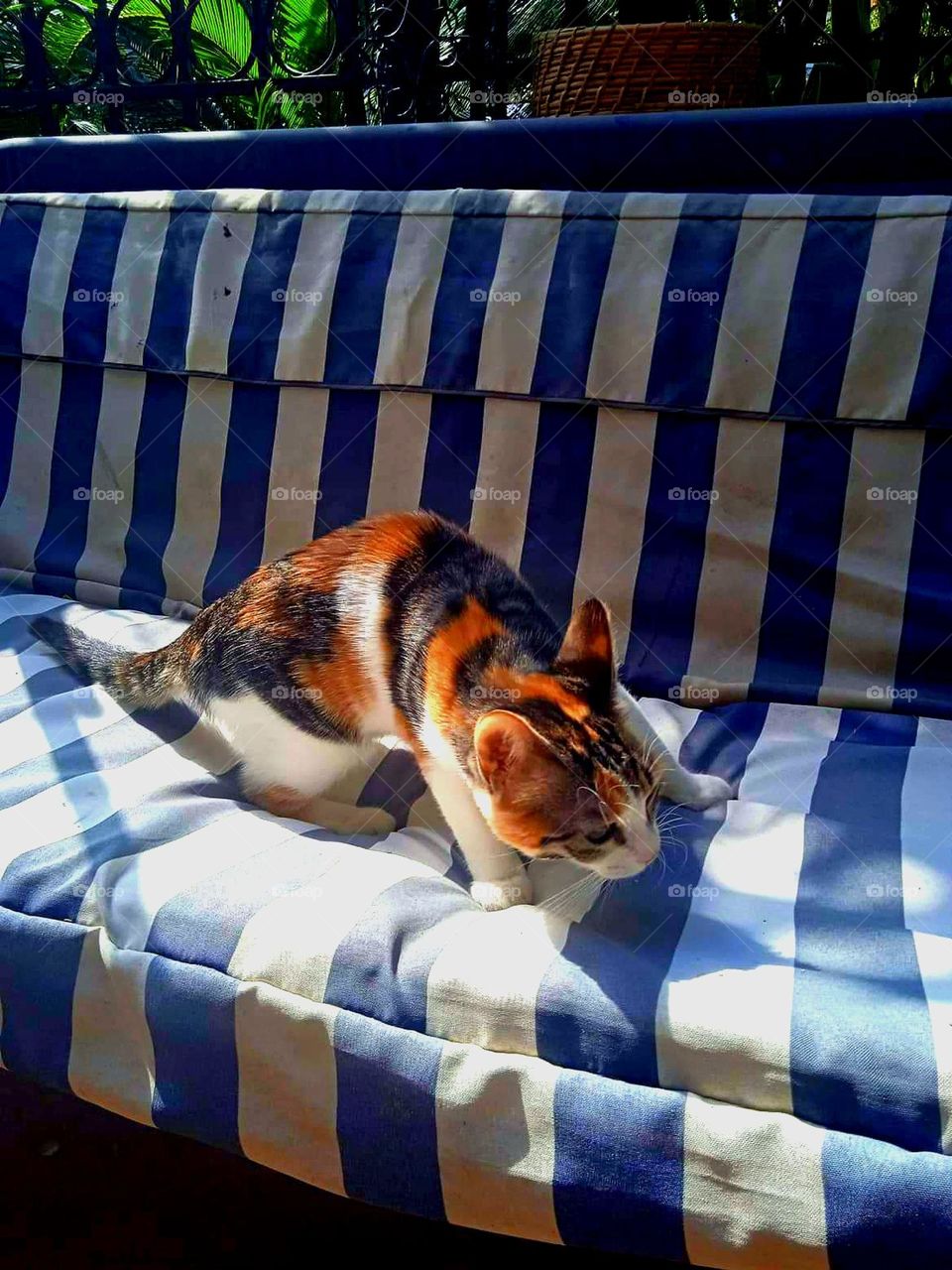 Photo shoot of a cat attack