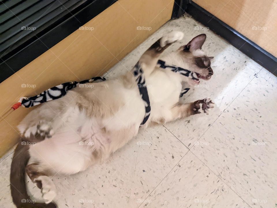 Every day is Caturday